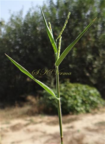   Stem and Leaves